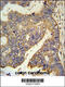 Par-6 Family Cell Polarity Regulator Gamma antibody, 61-647, ProSci, Immunohistochemistry paraffin image 
