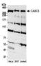 Protein CASC5 antibody, A300-805A, Bethyl Labs, Western Blot image 