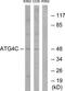 Autophagy Related 4C Cysteine Peptidase antibody, TA311707, Origene, Western Blot image 