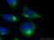 ADP Ribosylation Factor Like GTPase 1 antibody, 16012-1-AP, Proteintech Group, Immunofluorescence image 