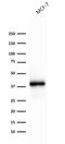 CD326 / EpCAM antibody, AE00254, Aeonian Biotech, Western Blot image 