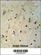 Hes Related Family BHLH Transcription Factor With YRPW Motif 2 antibody, 62-102, ProSci, Immunohistochemistry paraffin image 