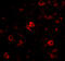 NANOS3 antibody, A07449, Boster Biological Technology, Immunofluorescence image 