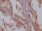 Histone Deacetylase 3 antibody, CSB-RA906662A0HU, Cusabio, Immunohistochemistry frozen image 