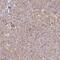 Sterol 26-hydroxylase, mitochondrial antibody, PA5-63674, Invitrogen Antibodies, Immunohistochemistry frozen image 
