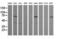 Protein Mdm4 antibody, LS-C174380, Lifespan Biosciences, Western Blot image 