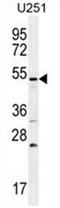 CDw293 antibody, AP50380PU-N, Origene, Western Blot image 