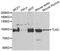 Tousled Like Kinase 2 antibody, abx005192, Abbexa, Western Blot image 