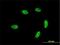 General Transcription Factor IIA Subunit 1 Like antibody, H00011036-M02, Novus Biologicals, Immunocytochemistry image 