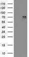 General Transcription Factor IIF Subunit 1 antibody, TA503373, Origene, Western Blot image 