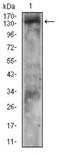 Phospholipase C Gamma 2 antibody, NBP2-52534, Novus Biologicals, Western Blot image 