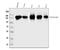 Golgin A2 antibody, A05865-1, Boster Biological Technology, Western Blot image 