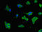 Family With Sequence Similarity 151 Member B antibody, LS-C395373, Lifespan Biosciences, Immunofluorescence image 
