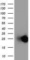 Adiponectin, C1Q And Collagen Domain Containing antibody, TA503826, Origene, Western Blot image 