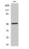 Cytosolic Iron-Sulfur Assembly Component 3 antibody, A07623-1, Boster Biological Technology, Western Blot image 