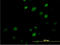 Myc-associated zinc finger protein antibody, LS-C197657, Lifespan Biosciences, Immunofluorescence image 