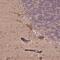 CutA Divalent Cation Tolerance Homolog antibody, NBP2-39025, Novus Biologicals, Immunohistochemistry frozen image 