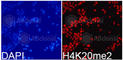 Histone Cluster 4 H4 antibody, A2371, ABclonal Technology, Immunofluorescence image 