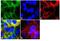 MARVEL domain-containing protein 2 antibody, 48-8400, Invitrogen Antibodies, Immunofluorescence image 