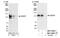 Disabled homolog 2-interacting protein antibody, NBP1-30082, Novus Biologicals, Western Blot image 
