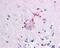 Otoferlin antibody, 48-661, ProSci, Immunohistochemistry frozen image 