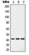 G Protein-Coupled Receptor 52 antibody, LS-C353171, Lifespan Biosciences, Western Blot image 