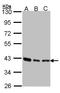 SEC13 Homolog, Nuclear Pore And COPII Coat Complex Component antibody, LS-C185388, Lifespan Biosciences, Western Blot image 