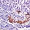 Neuropeptide Y Receptor Y4 antibody, orb11286, Biorbyt, Immunohistochemistry paraffin image 