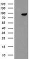 F-Box Protein 42 antibody, MA5-26398, Invitrogen Antibodies, Western Blot image 