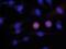 Aurora A antibody, BAF3295, R&D Systems, Western Blot image 