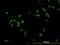 Regulator Of Chromosome Condensation 1 antibody, orb95029, Biorbyt, Immunofluorescence image 