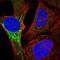 HAL antibody, NBP1-89695, Novus Biologicals, Immunofluorescence image 