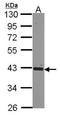 CTBP antibody, orb69827, Biorbyt, Western Blot image 