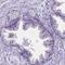 Leucine Rich Repeat Containing 73 antibody, PA5-61287, Invitrogen Antibodies, Immunohistochemistry frozen image 