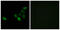 Olfactory Receptor Family 51 Subfamily S Member 1 antibody, GTX87603, GeneTex, Immunofluorescence image 