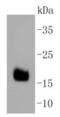 DnaJ homolog subfamily C member 15 antibody, NBP2-67439, Novus Biologicals, Western Blot image 