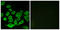 Ribosomal Protein L36 antibody, LS-C119667, Lifespan Biosciences, Immunofluorescence image 