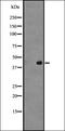 G Protein-Coupled Receptor 45 antibody, orb335558, Biorbyt, Western Blot image 