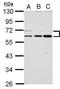 Rap Guanine Nucleotide Exchange Factor Like 1 antibody, GTX117673, GeneTex, Western Blot image 