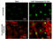 X-Box Binding Protein 1 antibody, GTX122157, GeneTex, Immunofluorescence image 