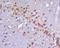 Neurogenin 2 antibody, orb6494, Biorbyt, Immunohistochemistry paraffin image 