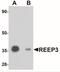 Receptor Accessory Protein 3 antibody, NBP1-77105, Novus Biologicals, Western Blot image 