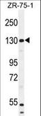 WWC1 antibody, LS-C160646, Lifespan Biosciences, Western Blot image 