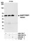 PBEF antibody, A700-058, Bethyl Labs, Immunoprecipitation image 