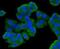 Esterase D antibody, NBP2-66825, Novus Biologicals, Immunofluorescence image 