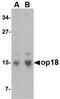 Lag antibody, PA5-20383, Invitrogen Antibodies, Western Blot image 