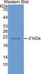 Crystallin Beta B1 antibody, LS-C299645, Lifespan Biosciences, Western Blot image 