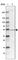 STEAP3 Metalloreductase antibody, HPA050510, Atlas Antibodies, Western Blot image 