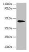 Napsin A Aspartic Peptidase antibody, CSB-PA11529A0Rb, Cusabio, Western Blot image 