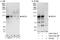 Protein bicaudal D homolog 1 antibody, A303-335A, Bethyl Labs, Western Blot image 